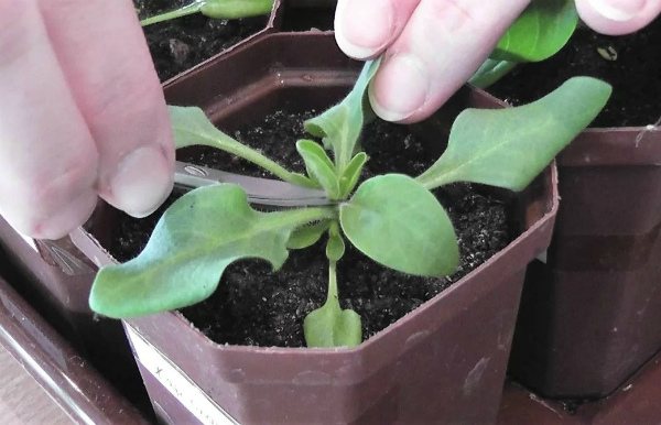 Pinching and shaping petunia seedlings