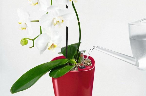 Orchid accessories