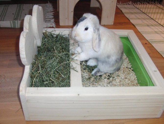Es wird möglich sein, ein dekoratives Kaninchen schnell genug zur Toilette zu bringen