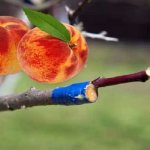 grafted peach