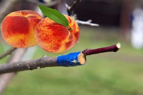 grafted peaches