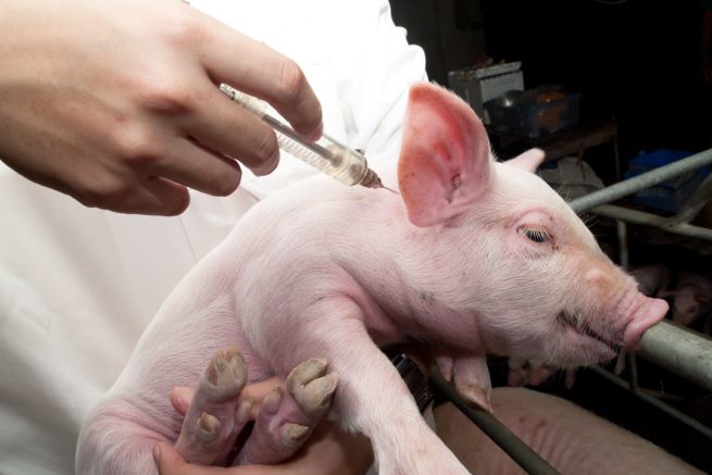 التطعيم ضد الحمرة في الخنازير