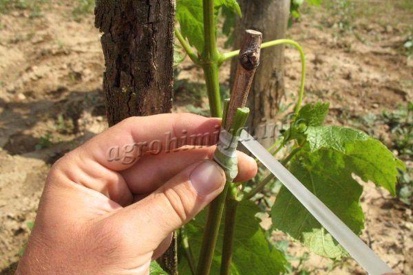 Grafting grapes is beneficial in that the bush begins to bear fruit earlier.