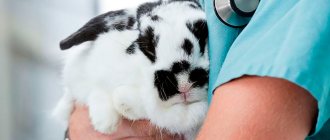 Vaccinations for rabbits: vaccine for decorative rabbits against myxomatosis and HBV, instructions