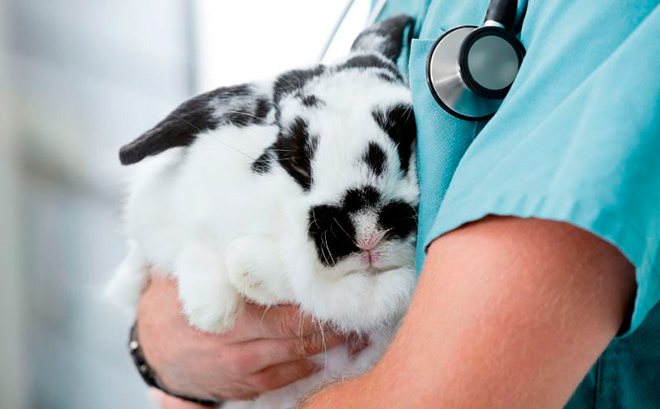 Vaccinationer för kaniner: vaccin för dekorativa kaniner mot myxomatos och HBV, instruktioner