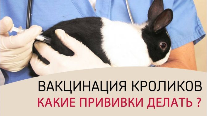 Očkování králíků: vakcína pro dekorativní králíky proti myxomatóze a HBV, pokyny