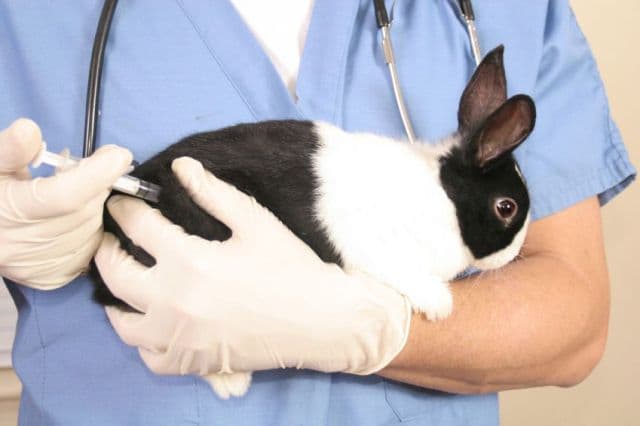 تطعيمات الأرانب: لقاح للأرانب المزخرفة ضد الورم المخاطي والتهاب الكبد الوبائي ، تعليمات