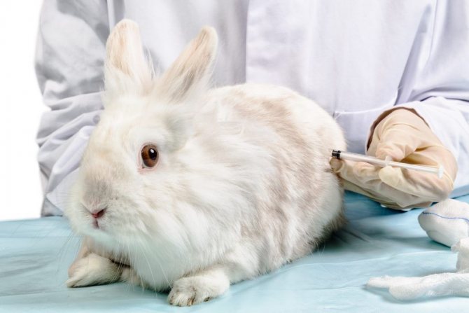 Vaccinations for rabbits: vaccine for decorative rabbits against myxomatosis and HBV, instruction