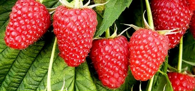 Fructe mari atractive, cântărind până la 15 g, cu o perioadă lungă de fructificare