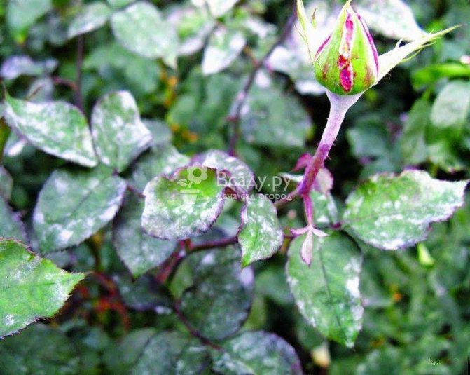 Signs of rose disease - powdery mildew on the shoot and leaves