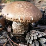 Signs of dangerous cepes' twins