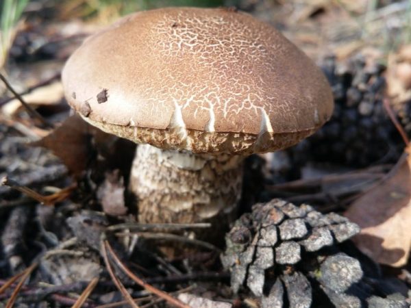 Signs of dangerous cepes' twins