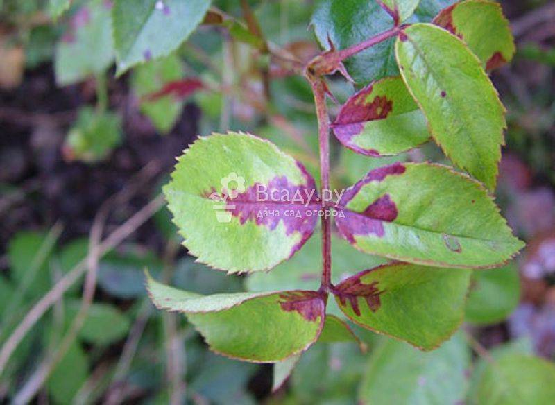 Signs of downy mildew on rose leaves