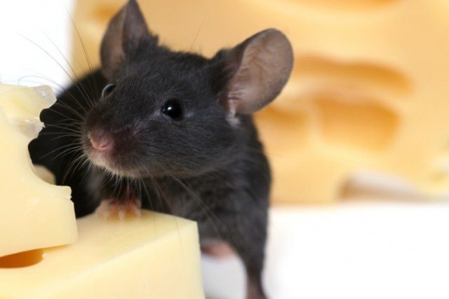 סימני עכברים בבית