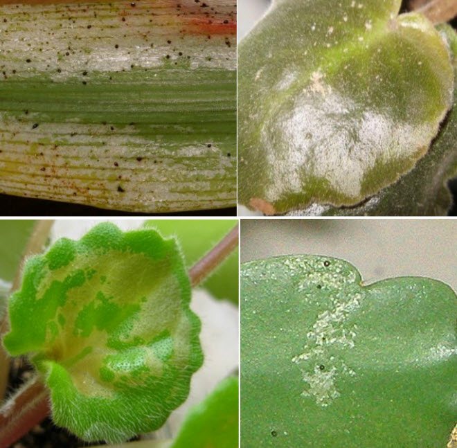 příznaky infekce rostlin