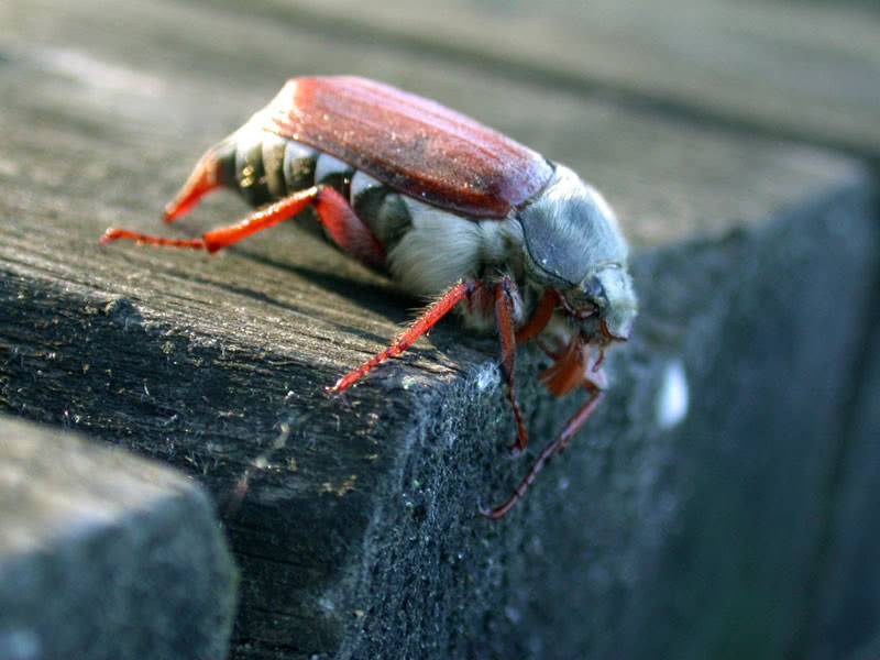 Mengenai kumbang Mei