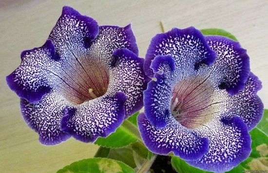 Problems when growing gloxinia at home: why does not it bloom, leaves dry, tuber disappears, sprouts stretch