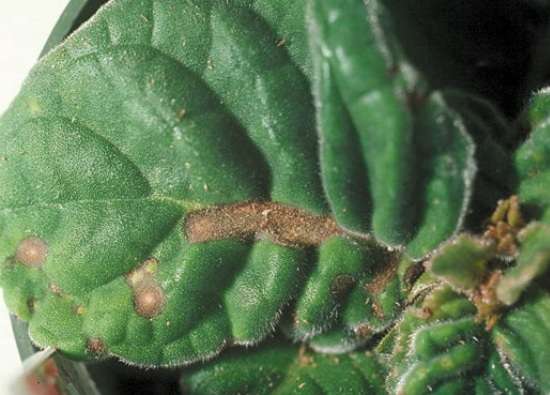 Probleme la creșterea gloxiniei acasă: de ce nu înflorește, frunzele se usucă, tuberculul dispare, mugurii se întind