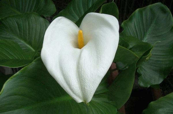 Problems with growing calla lilies yellowing of the leaves