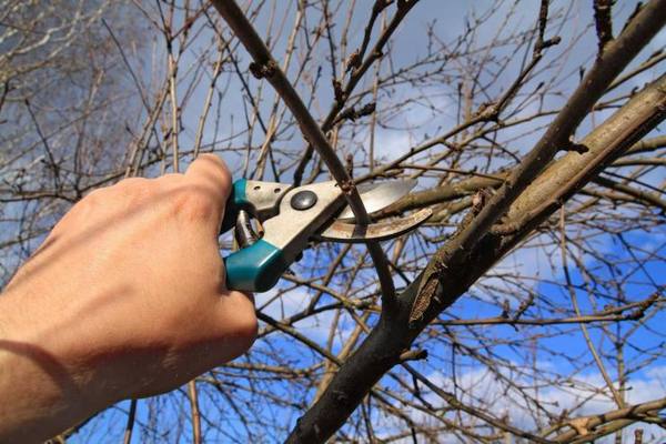 apple pruning procedure