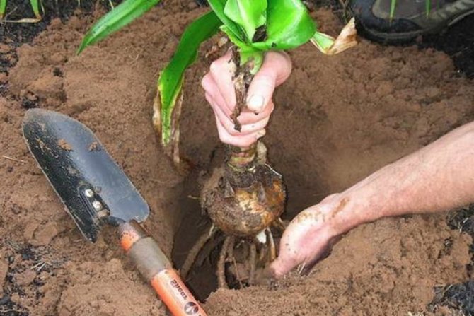 Procedure for digging out lily bulbs