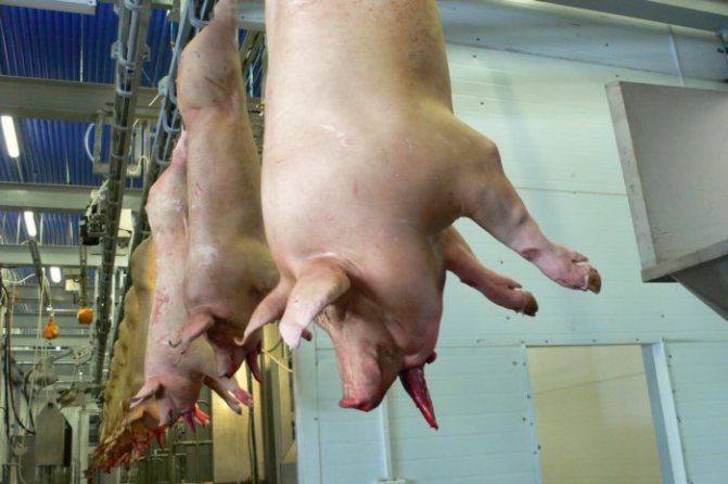 Procesul de sângerare a carcasei de porc