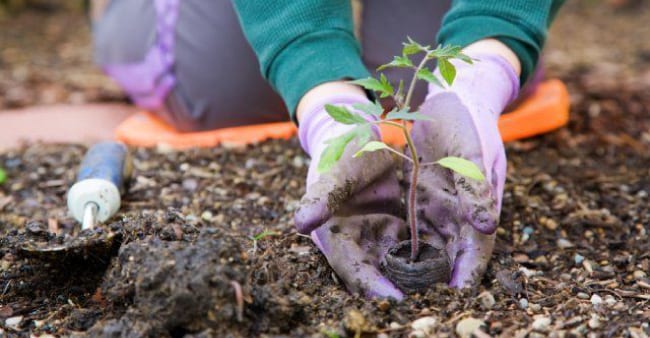 The process of transplanting seedlings into the ground