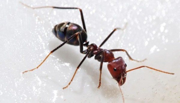 The lifespan of ants of different species and in different conditions