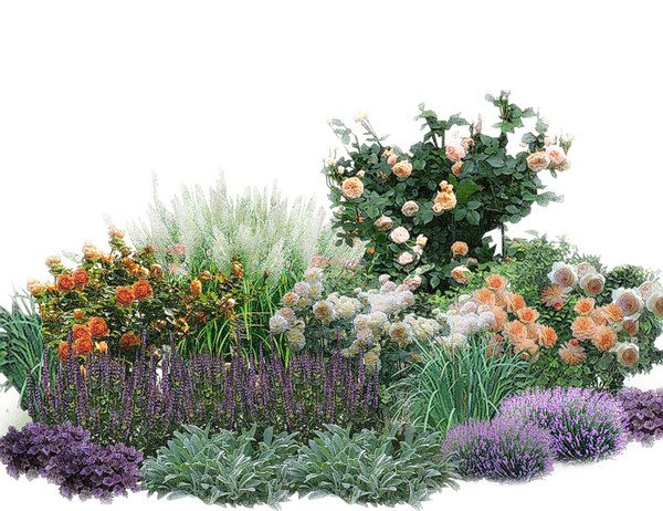 projek kebun mawar lavender