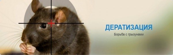 Professional and home treatment of an apartment from mice