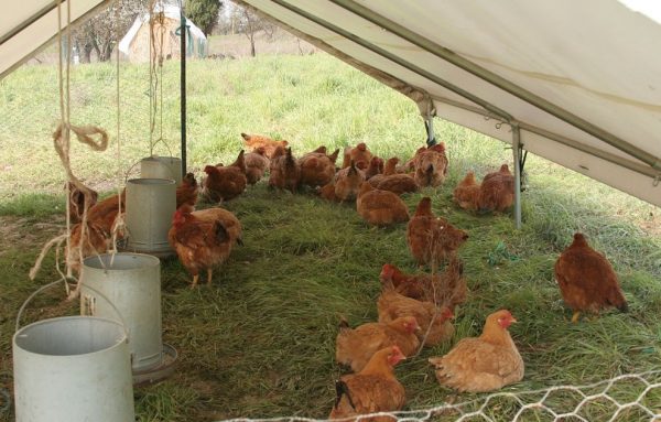 Prevention of coccidiosis is to maintain cleanliness in the chicken coop and on the walk