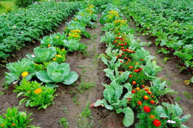 - الوقاية - زراعة الآذريون والأعشاب العطرية الأخرى
