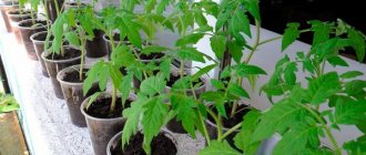 Prevention of yellowing of tomatoes