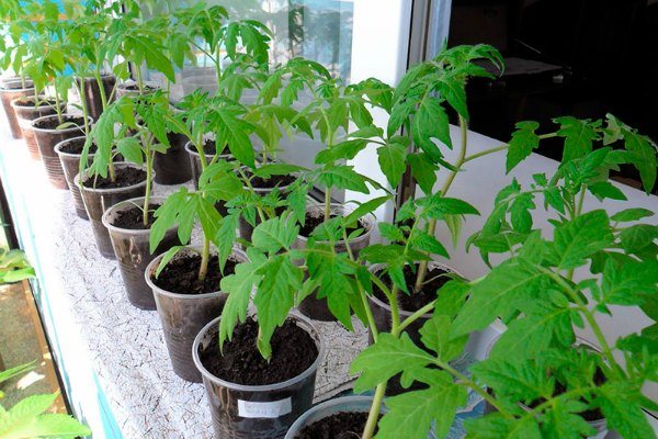 Prevention of yellowing of tomatoes