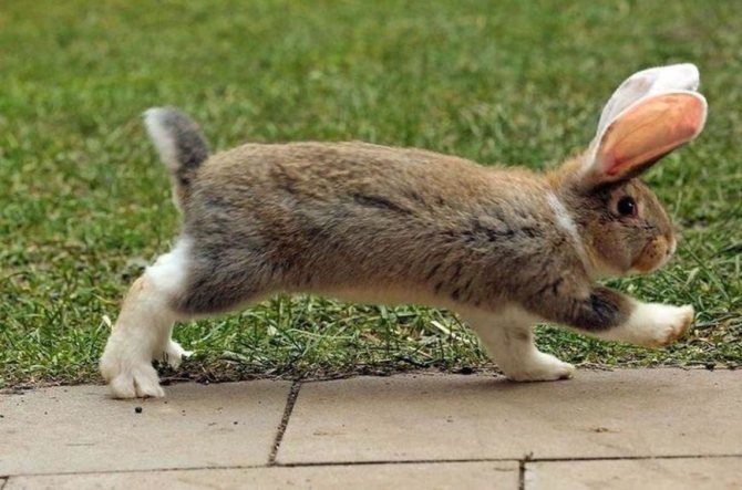 Rabbit walking