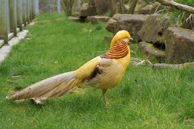 Foto despre originea și domesticirea fazanilor