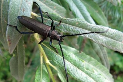Произходът и описанието на бръмбарите дървосекачи. Разнообразие и други факти за тези насекоми