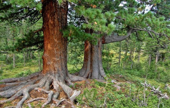 The origin of the cedar
