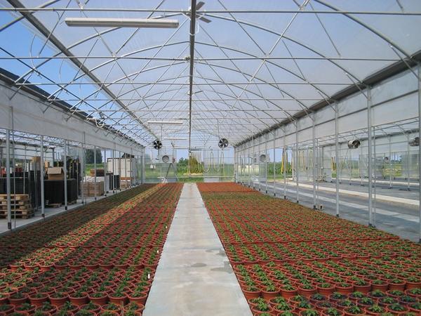 Industrial greenhouses are usually large enough and come in a variety of shapes.