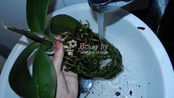 Washing the orchid roots