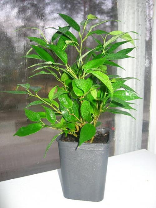 Ficus disappears, how to save. Ficus Benjamin. Resuscitation