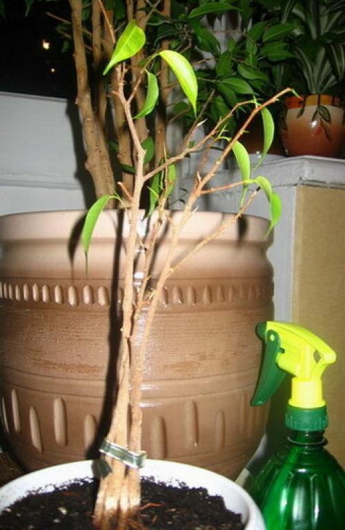 Ficus dispare, cum se salvează. Ficus Benjamin. Resuscitare