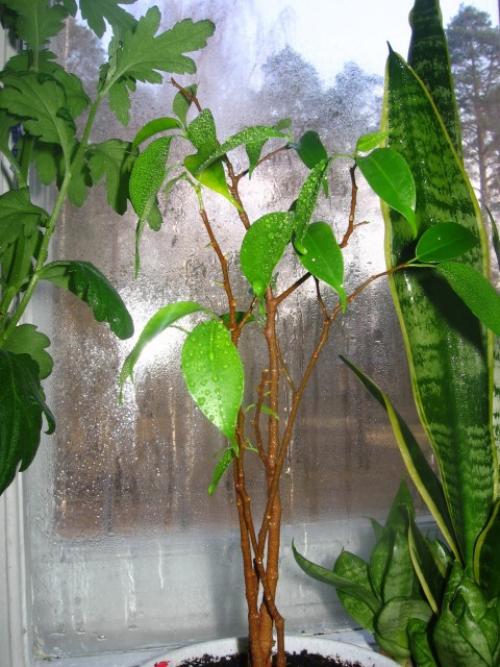 Ficus disappears, how to save. Ficus Benjamin. Resuscitation