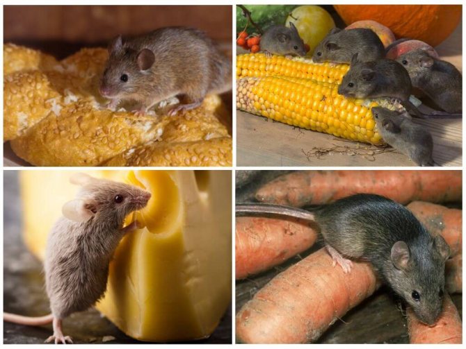 Hrănirea șoarecilor într-o casă umană