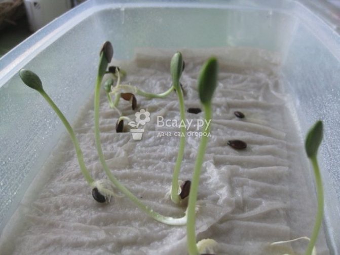 Sprouting and preparing watermelon seeds