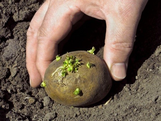 germination des pommes de terre