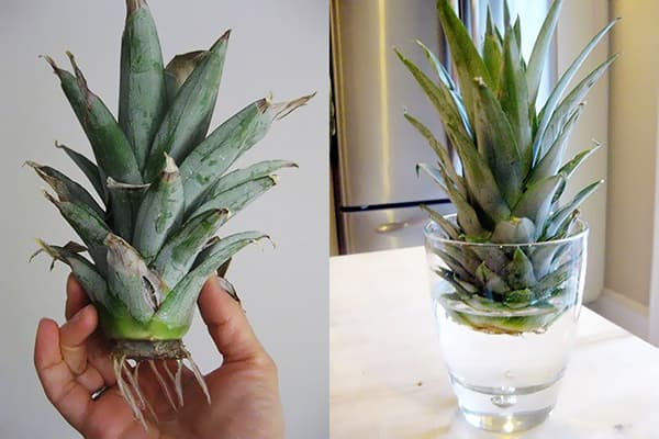 Sprouting pineapple crown in water