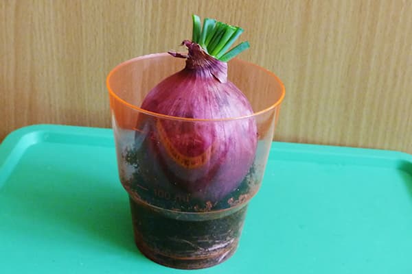 Sprouting isang bombilya sa isang baso