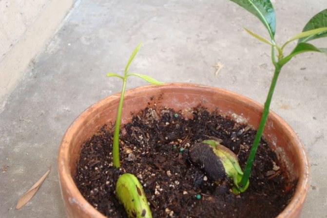 sprouting mango in the ground