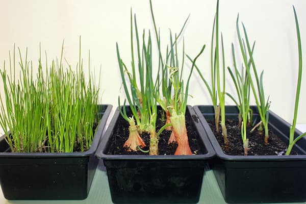 Sprouting different types of onions